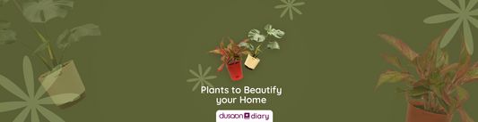 5 Types of Plants to Beautify your Home Garden - Dusaan