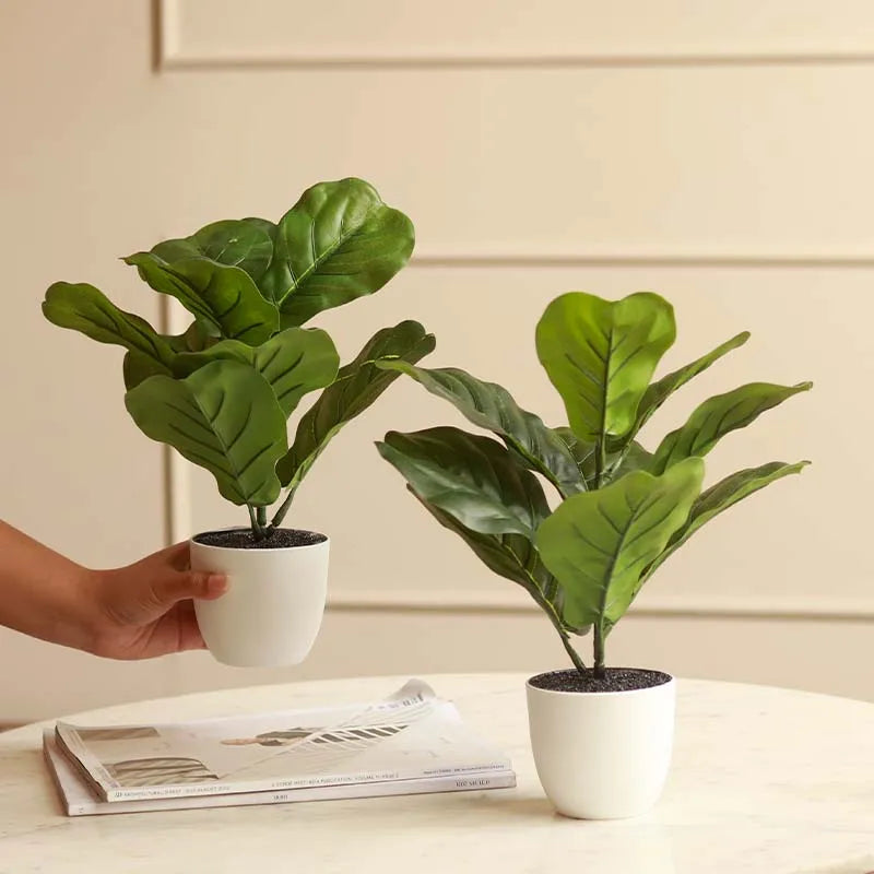 The Cameroon | Set of 2 Artificial Fiddle Leaf Plant in White Pot