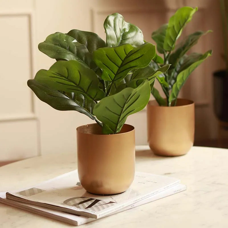 The Cameroon | Set of 2 Artificial Fiddle Leaf Plant in White Pot