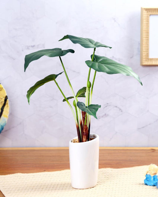 Alocasia Artificial Bonsai Plant with Ceramic Pot | 16 inches
