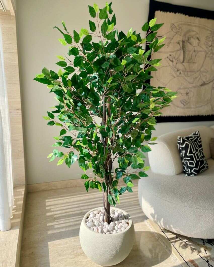 Jade Ficus Artificial Plant | 5.5ft, 6ft | Plant Only Planter Not Included