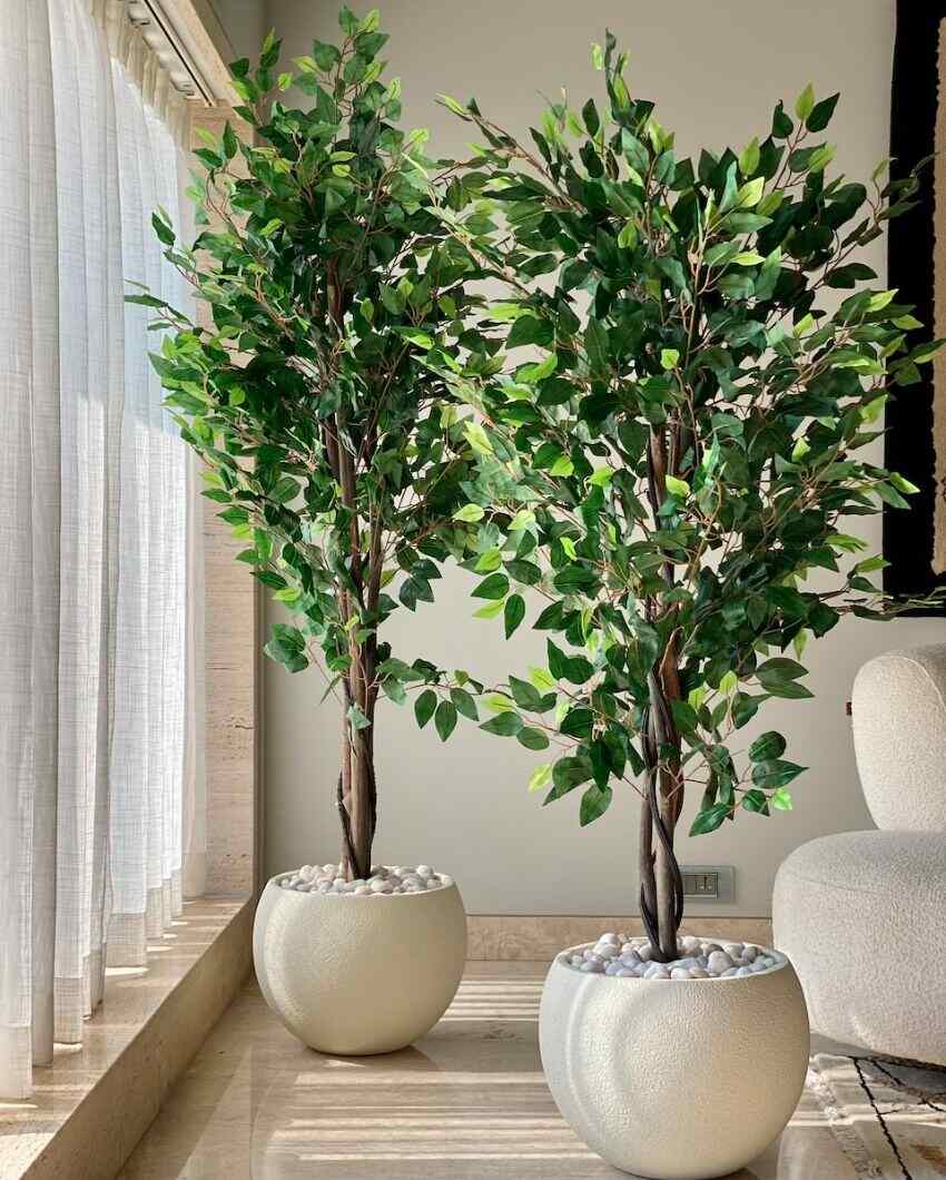 Jade Ficus Artificial Plant | 5.5ft, 6ft | Plant Only Planter Not Included
