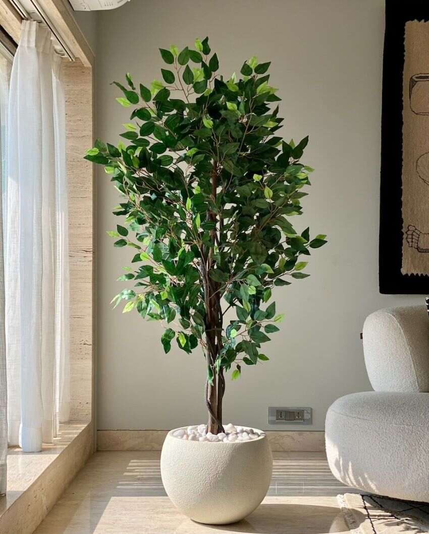 Jade Ficus Artificial Plant | 5.5ft, 6ft | Plant Only Planter Not Included