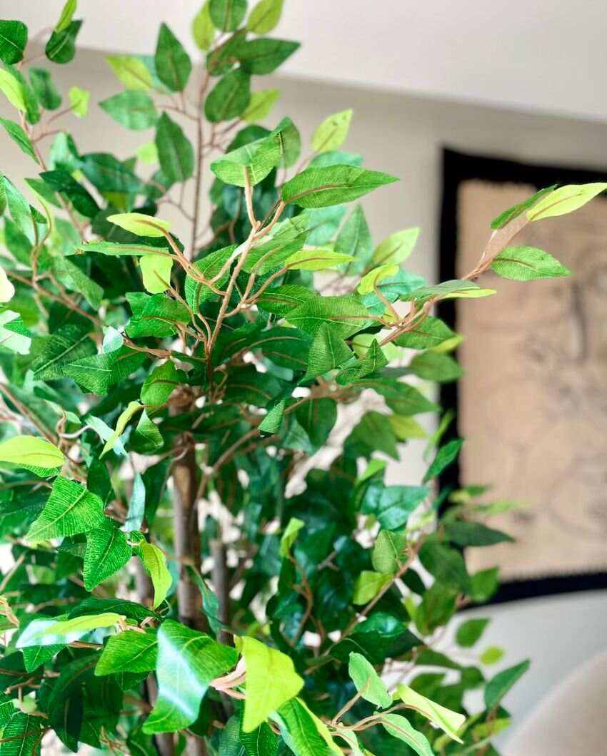 Jade Ficus Artificial Plant | 5.5ft, 6ft | Plant Only Planter Not Included