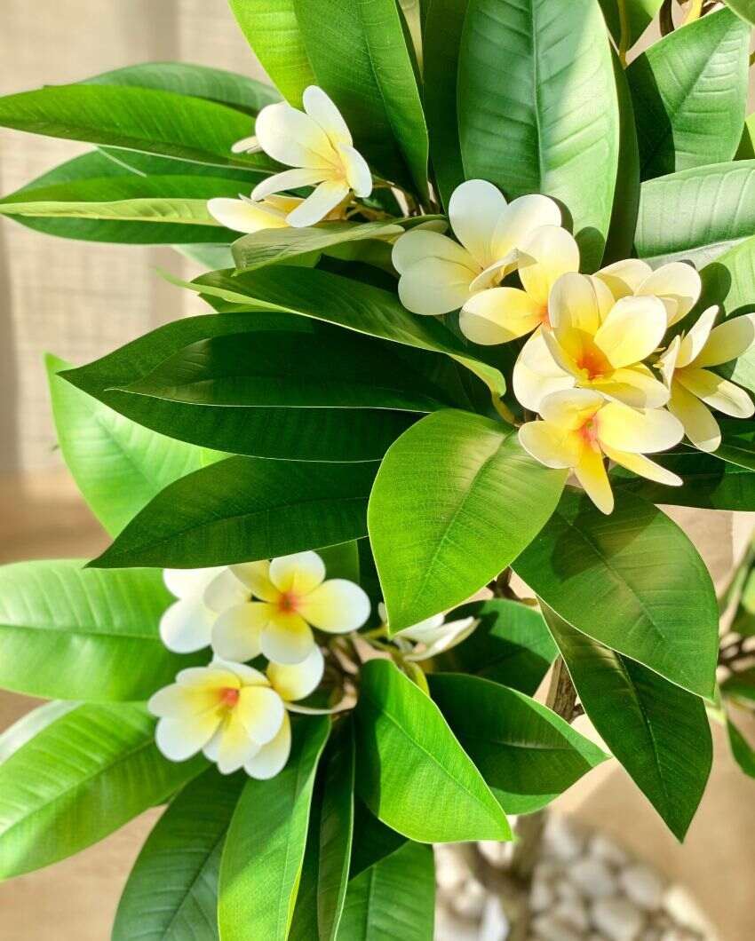Artificial Frangipani Bloom Plant | 4 Feet | Pot not included