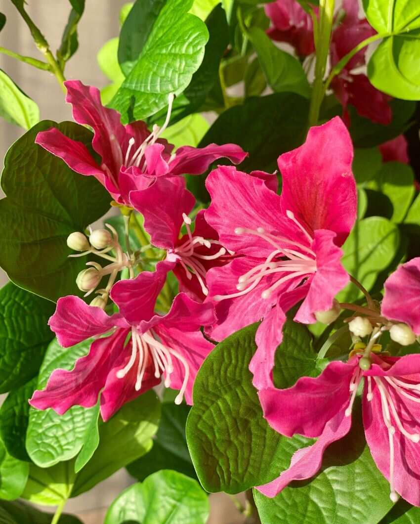 Artificial Blush Bauhinia Plant | Pot not included