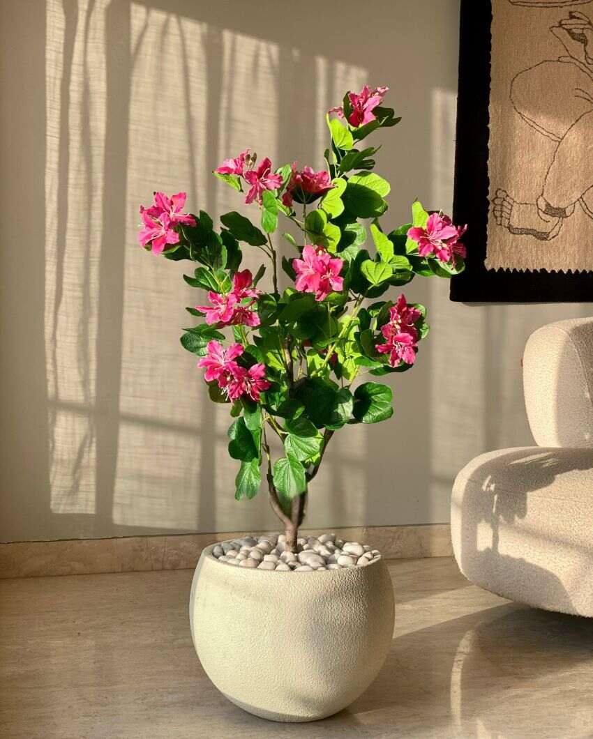 Artificial Blush Bauhinia Plant | Pot not included