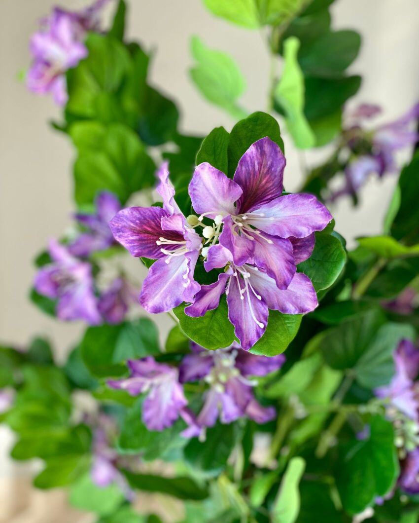 Artificial Lilac Bauhinia Plant | 5 Feet | Pot not included