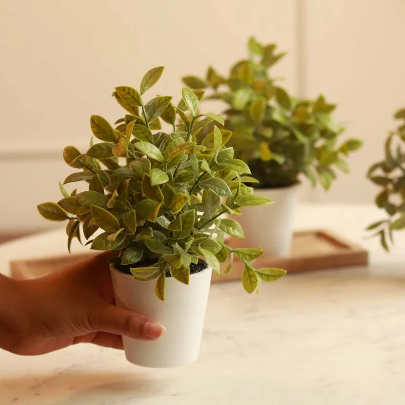 Gardenia Plant in Pot | Set of 3 | Multiple Colors White