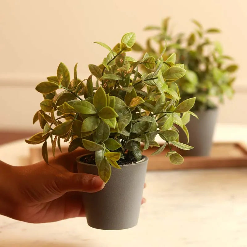 Gardenia Plant in Pot | Set of 3 | Multiple Colors Grey
