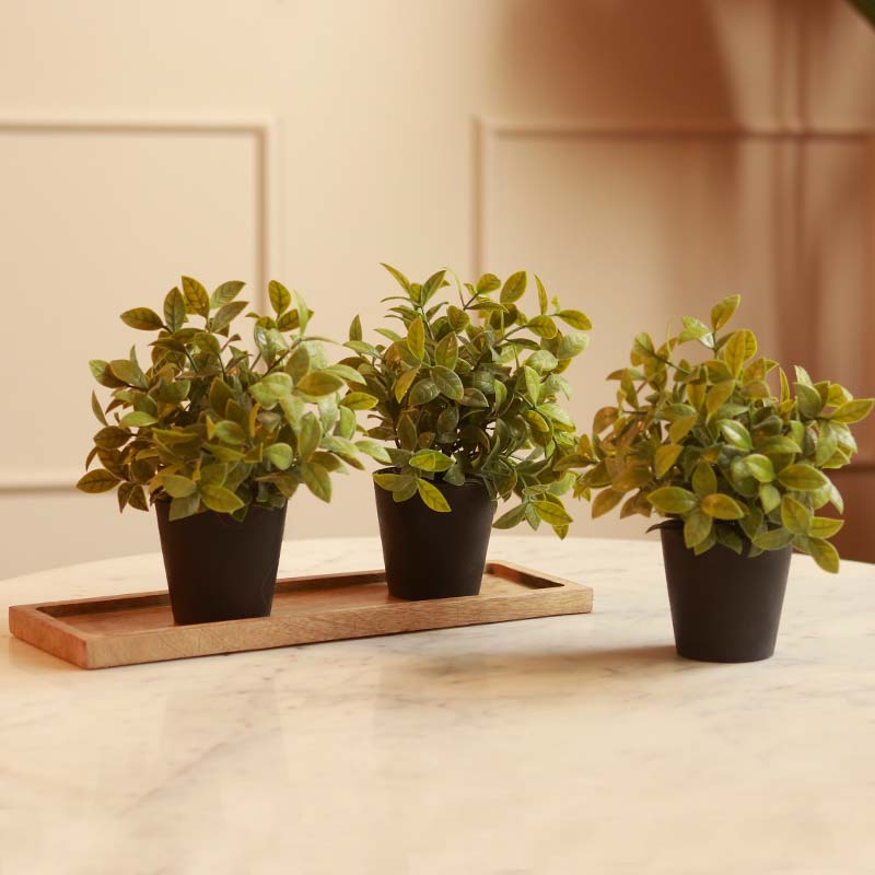 Gardenia Plant in Pot | Set of 3 | Multiple Colors Black