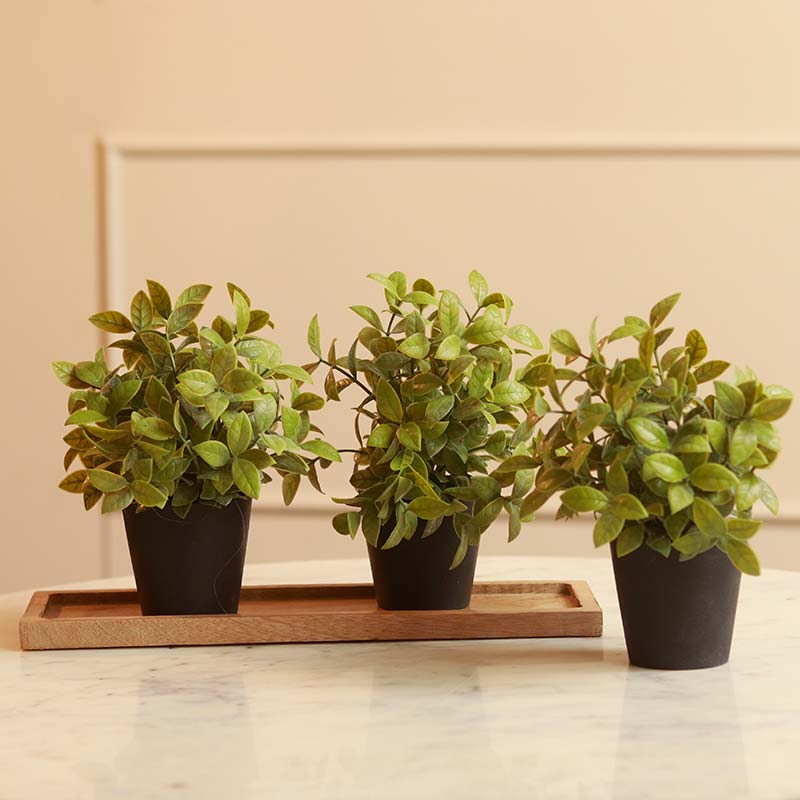 Gardenia Plant in Pot | Set of 3 | Multiple Colors Black
