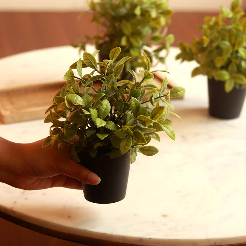 Gardenia Plant in Pot | Set of 3 | Multiple Colors Black