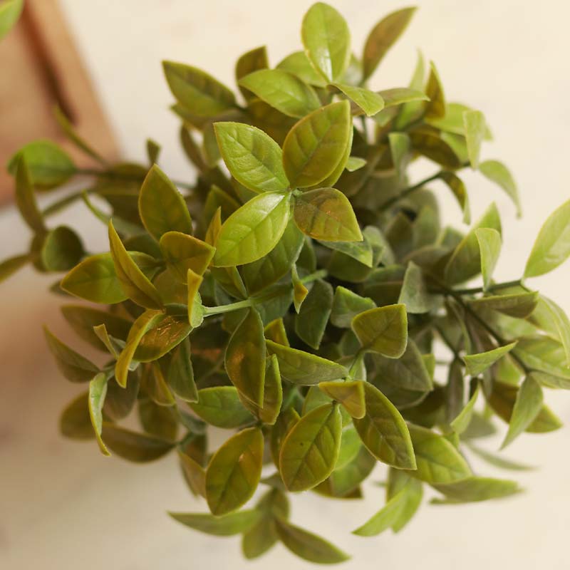 Gardenia Plant in Pot | Set of 3 | Multiple Colors Black