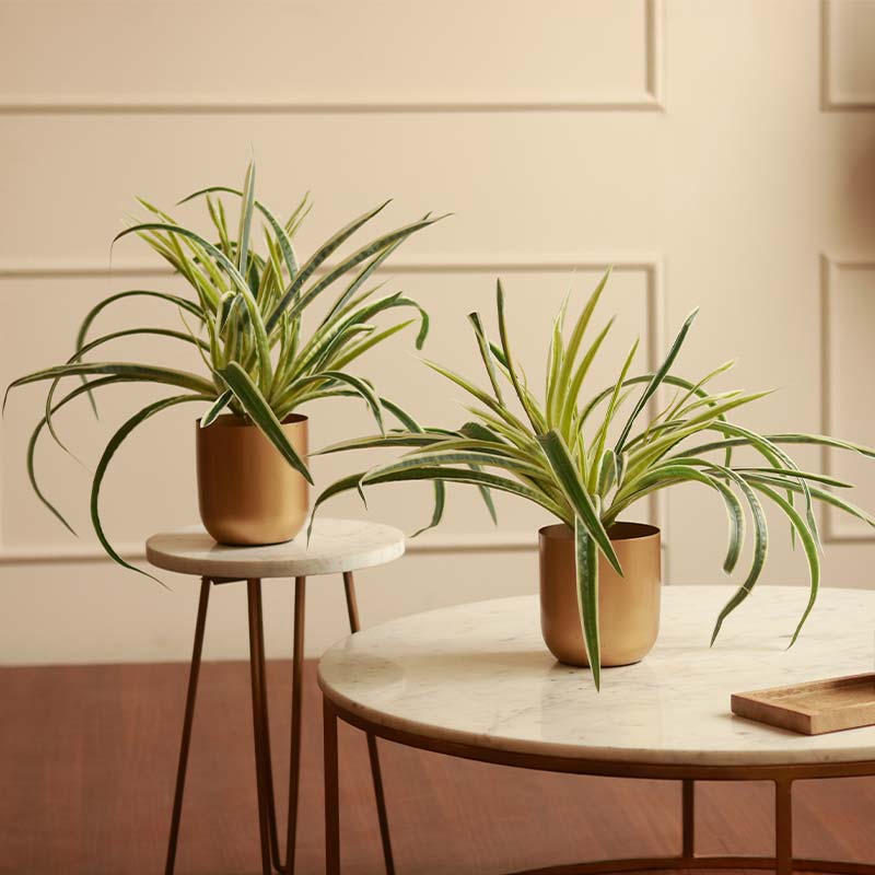 The Hawaiian | Artificial Spider Plant With Pots | 15 inch | set of 2