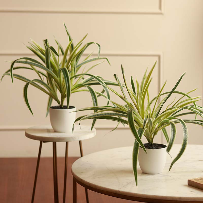 The Hawaiian | Artificial Spider Plant With Pots | 15 inch | set of 2