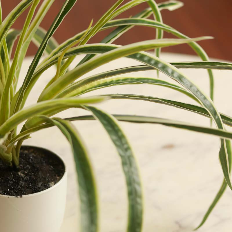 The Hawaiian | Artificial Spider Plant With Pots | 15 inch | set of 2