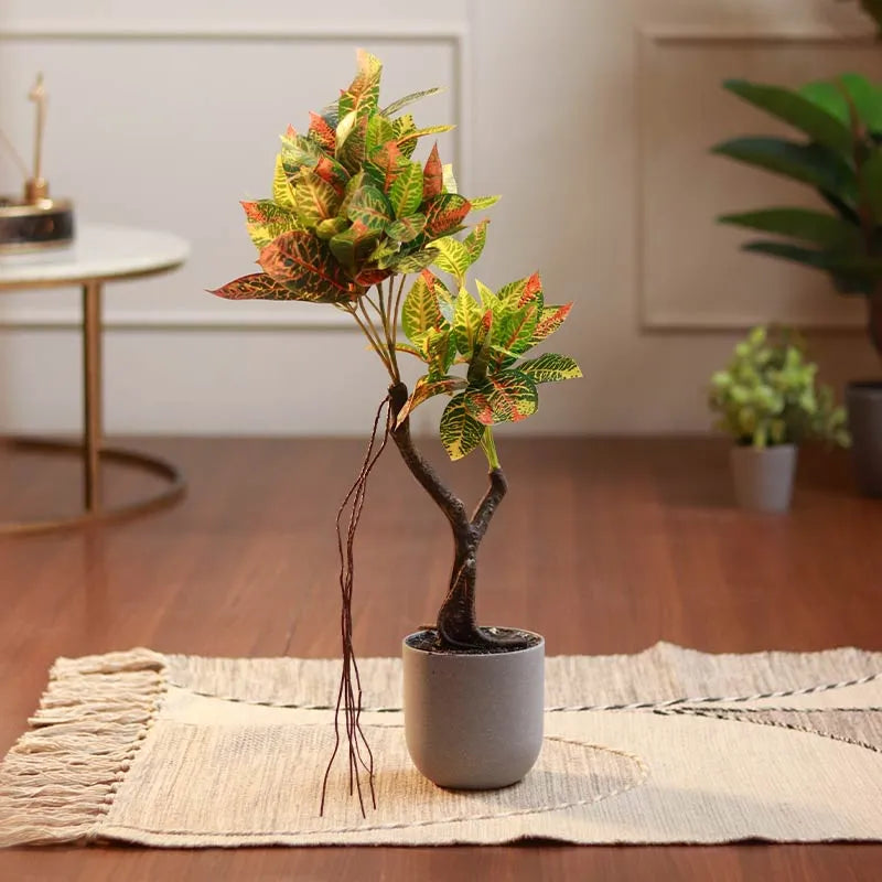 The Petra | Medium Size Croton Bonsai Plant in Grey Pot