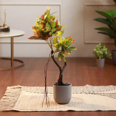 The Petra | Medium Size Croton Bonsai Plant in Grey Pot