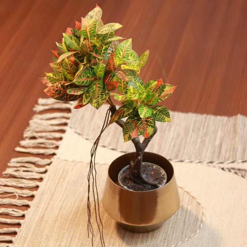 The Petra | Medium Size Croton Bonsai Plant in Grey Pot