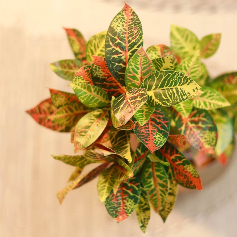 The Petra | Medium Size Croton Bonsai Plant in Grey Pot