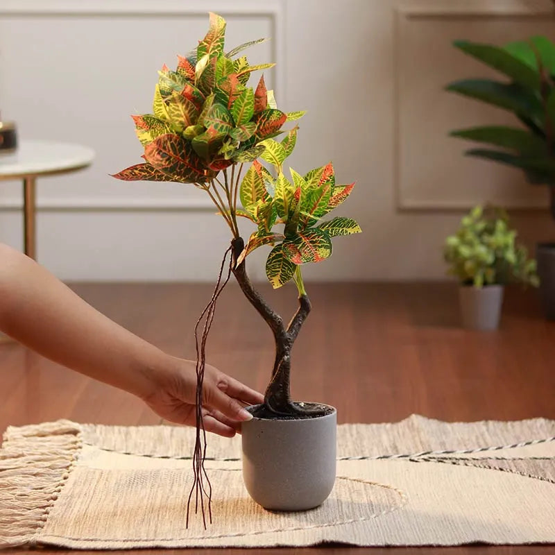 The Petra | Medium Size Croton Bonsai Plant in Grey Pot