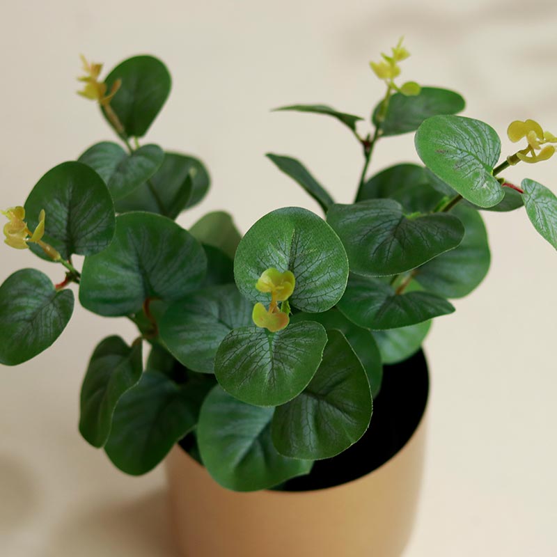 Eucalyptus Plants in Pot | Set of 2 | Multiple Colors Grey