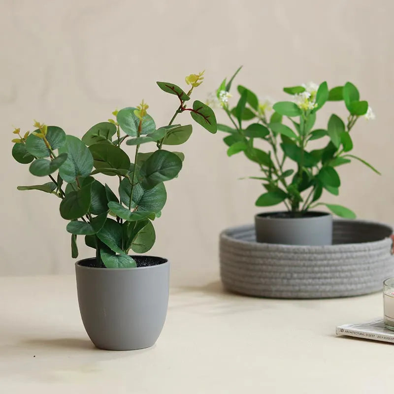 Eucalyptus Plants in Pot | Set of 2 | Multiple Colors Grey
