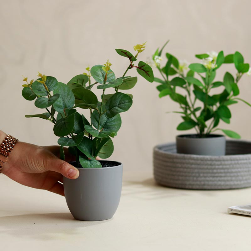 Eucalyptus Plants in Pot | Set of 2 | Multiple Colors Grey