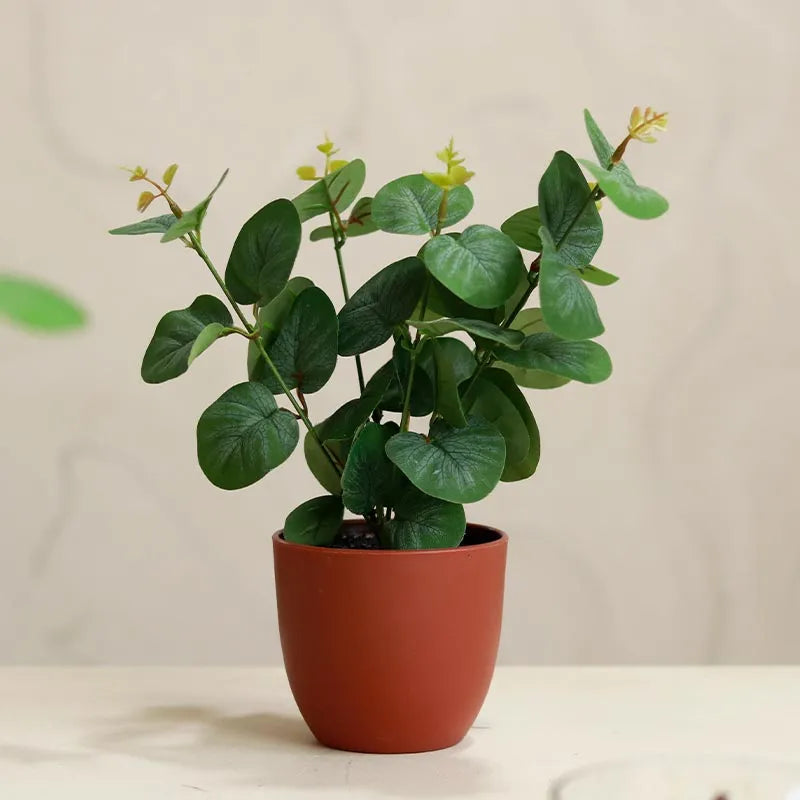 Eucalyptus Plants in Pot | Set of 2 | Multiple Colors Red