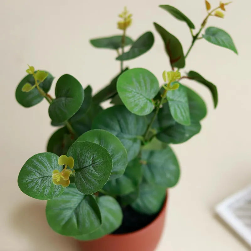 Eucalyptus Plants in Pot | Set of 2 | Multiple Colors Red