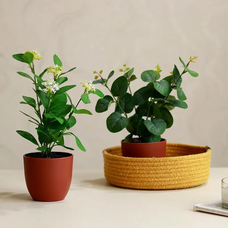 Eucalyptus Plants in Pot | Set of 2 | Multiple Colors Red