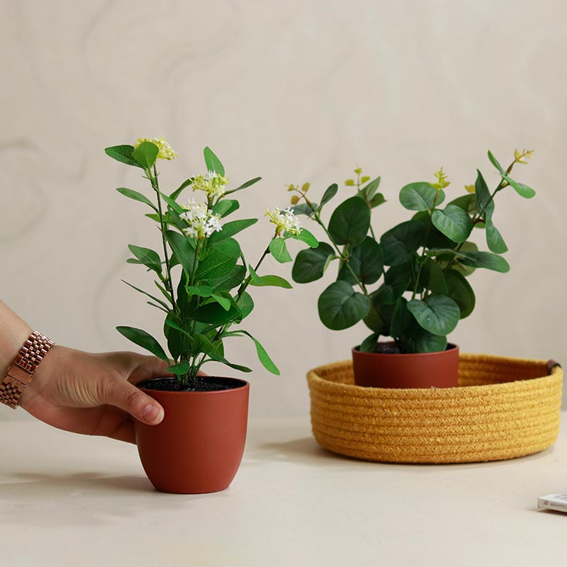 Eucalyptus Plants in Pot | Set of 2 | Multiple Colors Red
