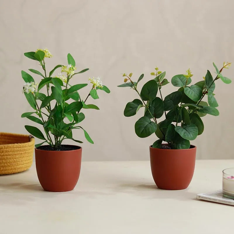 Eucalyptus Plants in Pot | Set of 2 | Multiple Colors Red