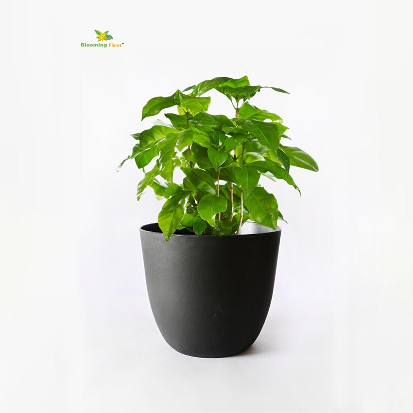 Modern Stackable Matte Black Round Pots Without Plant | 7 x 4 inches