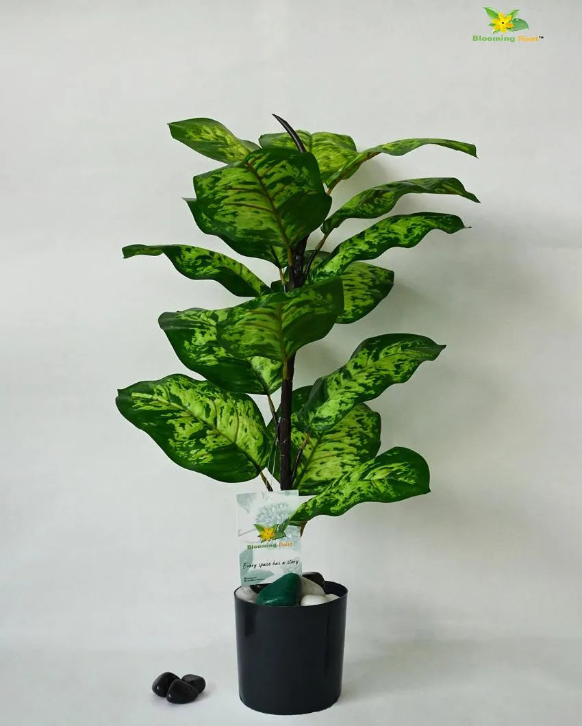 Seguine Dieffenbachia Polyester Artificial Plant with Pot | 15 Leaves | 2 Feet