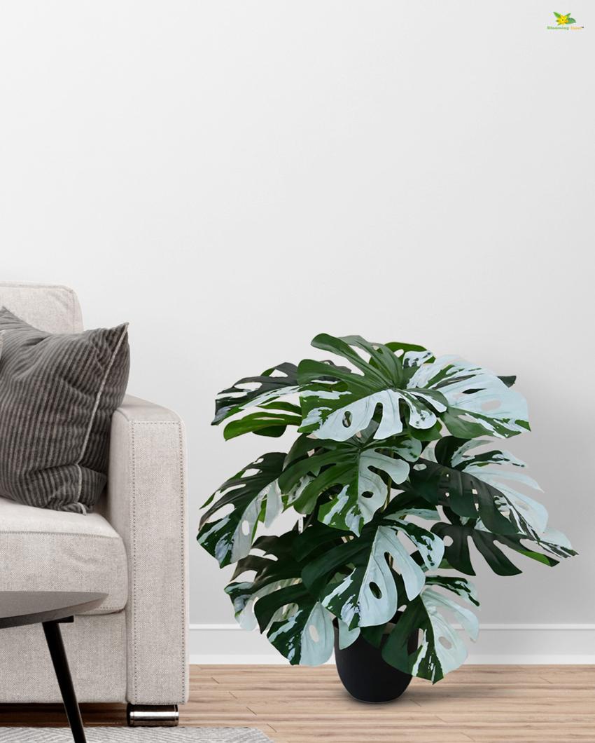 Artificial Monstera Plant with Pot | 18 Leaves | 2 feet