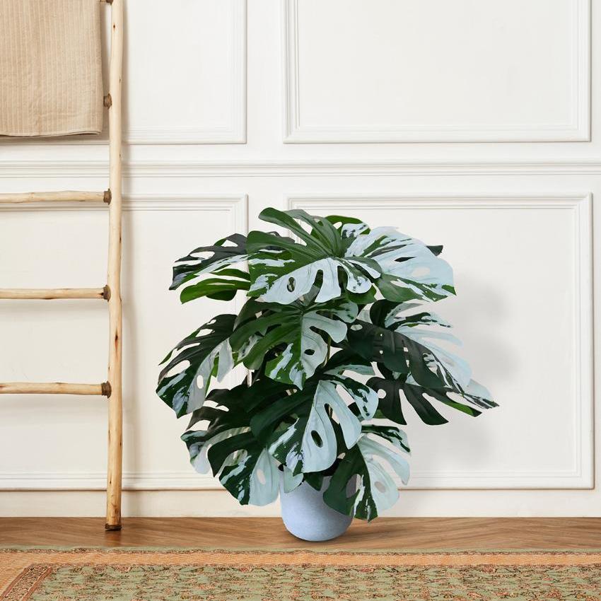Artificial Monstera Plant with Pot | 18 Leaves | 2 feet