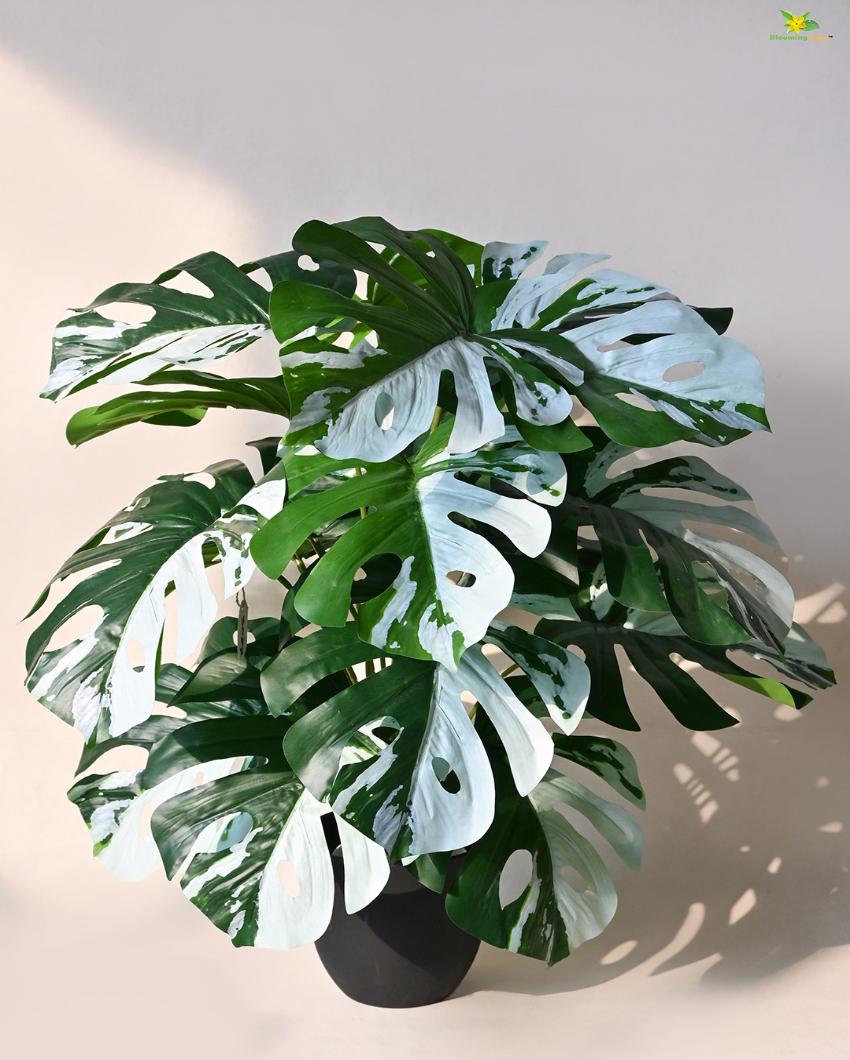 Artificial Monstera Plant with Pot | 18 Leaves | 2 feet