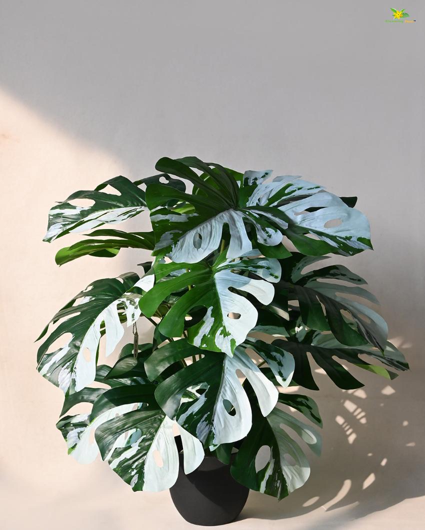 Artificial Monstera Plant with Pot | 18 Leaves | 2 feet