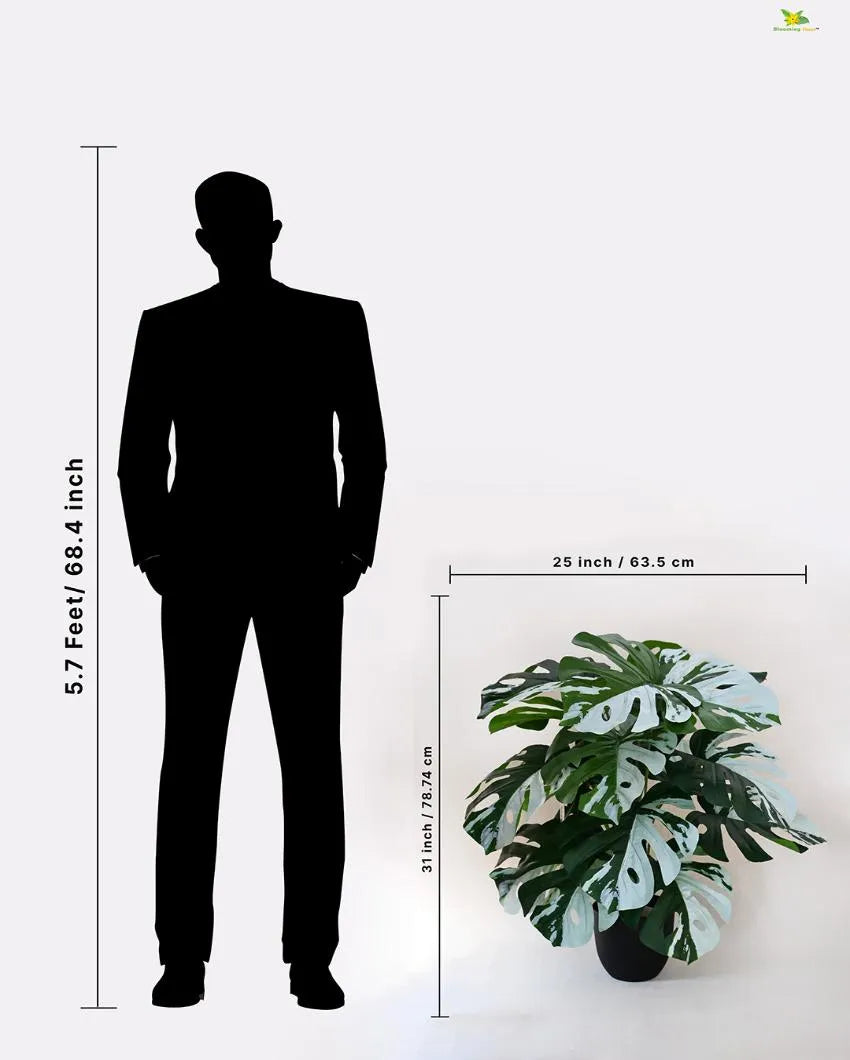 Artificial Monstera Plant with Pot | 18 Leaves | 2 feet
