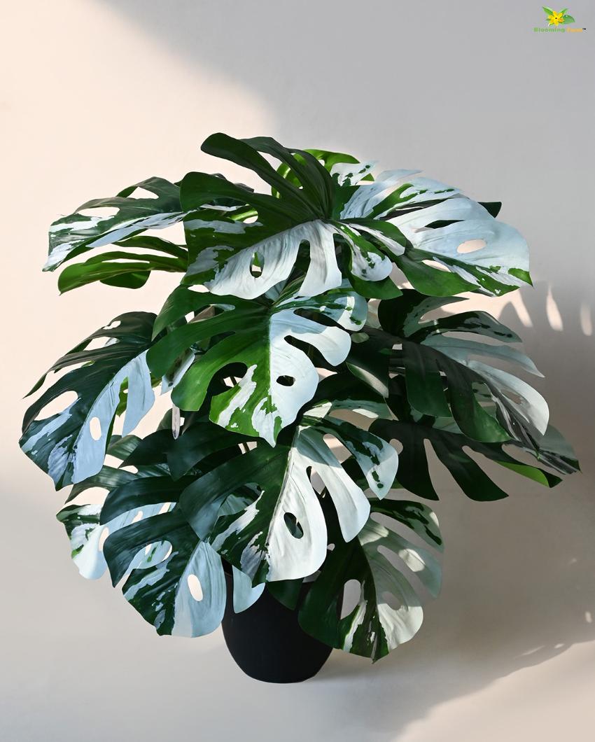 Artificial Monstera Plant with Pot | 18 Leaves | 2 feet