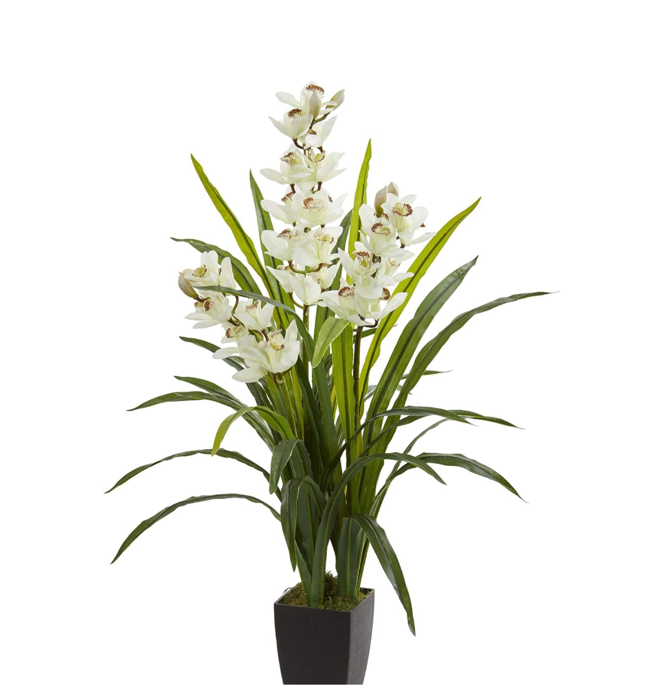 White Lily of the Valley Plant with Black Pot | 3 ft tall