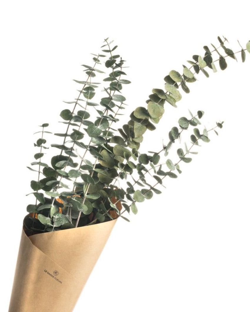 Light Green Eucalyptus Stems Set | 5 Pieces