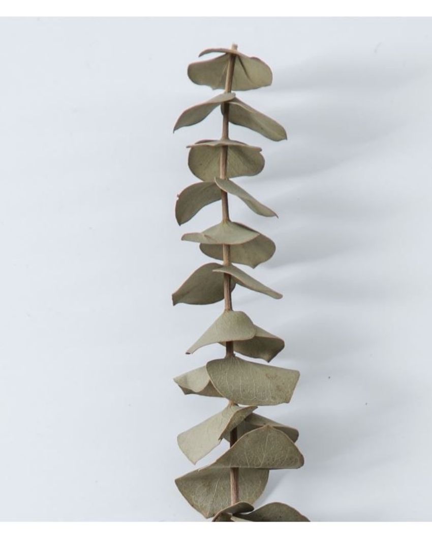 Light Green Eucalyptus Stems Set | 5 Pieces