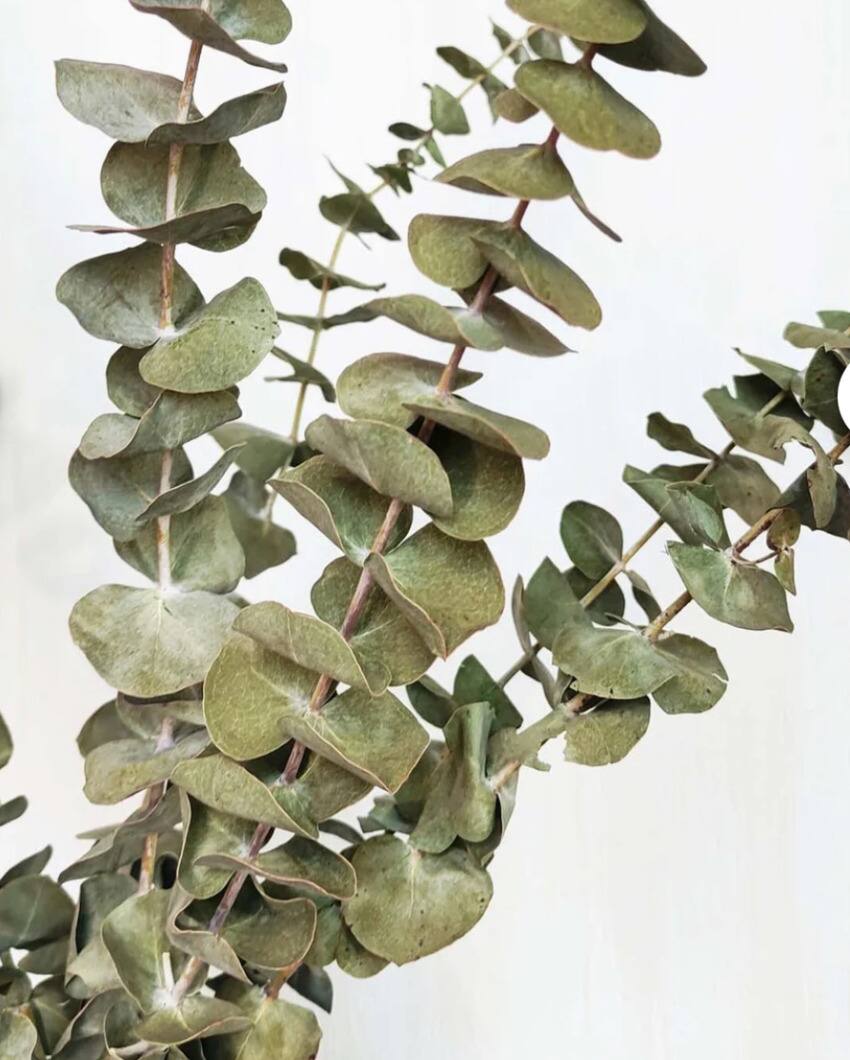 Light Green Eucalyptus Stems Set | 5 Pieces
