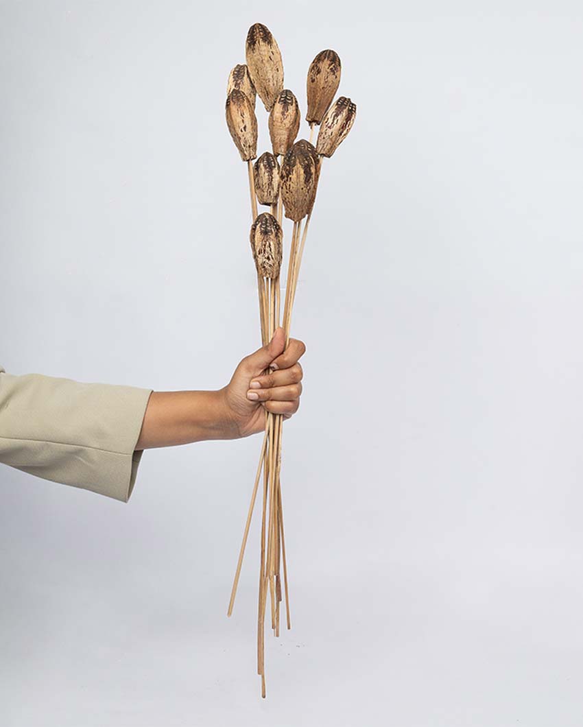 Elegant Texture 10 Dried Mahogany Pods | 22 inches | Vase not included