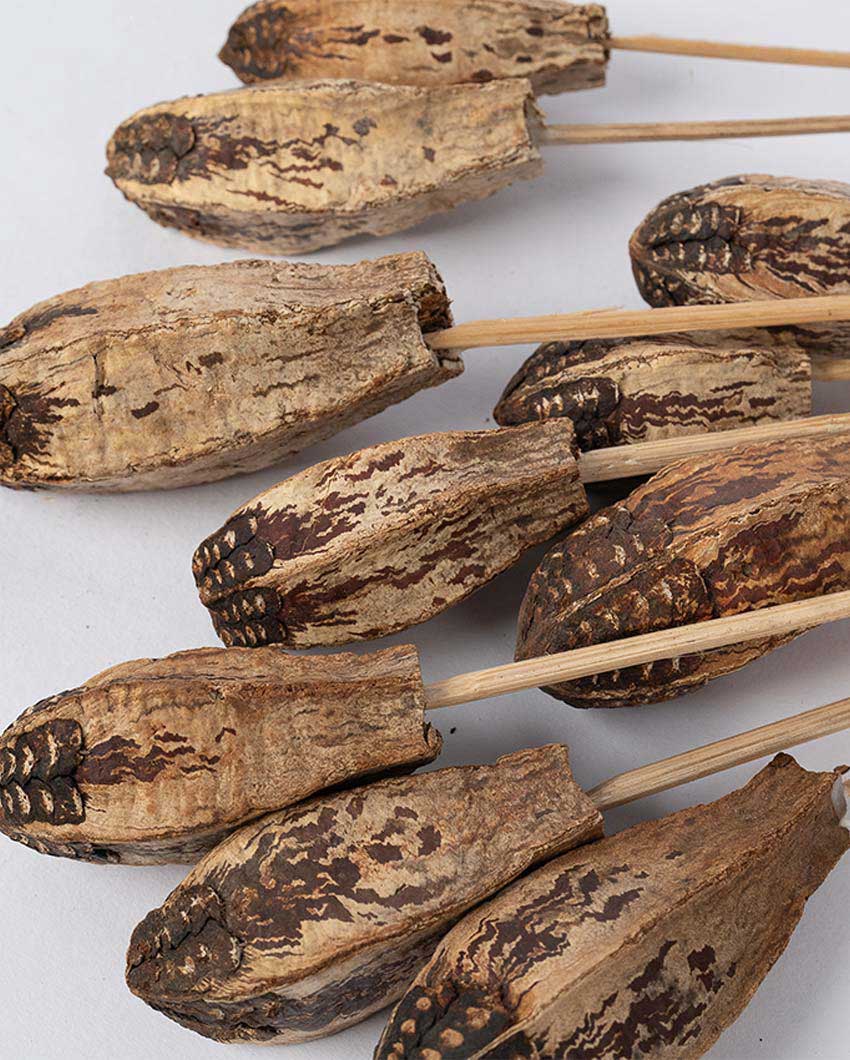 Elegant Texture 10 Dried Mahogany Pods | 22 inches | Vase not included