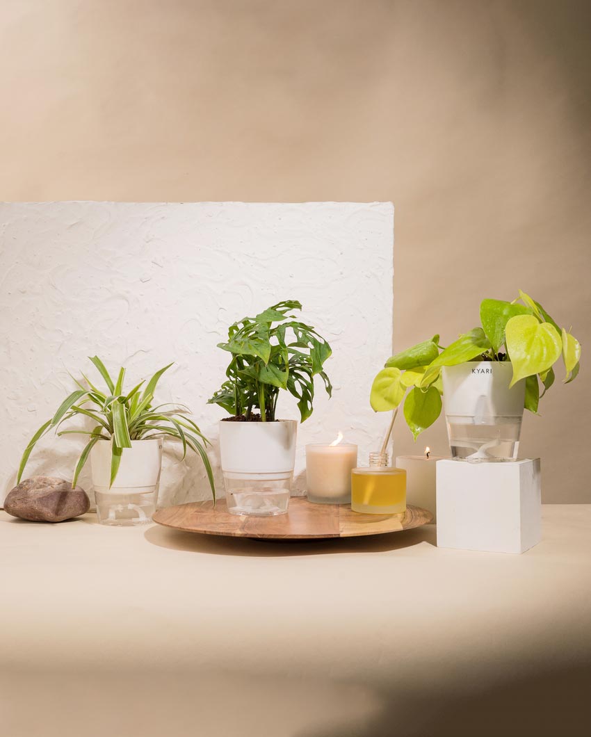 Golden Money Philodendron Broken Heart Spider Plants With Pots | Pack of 3 | 4 x 10 inches