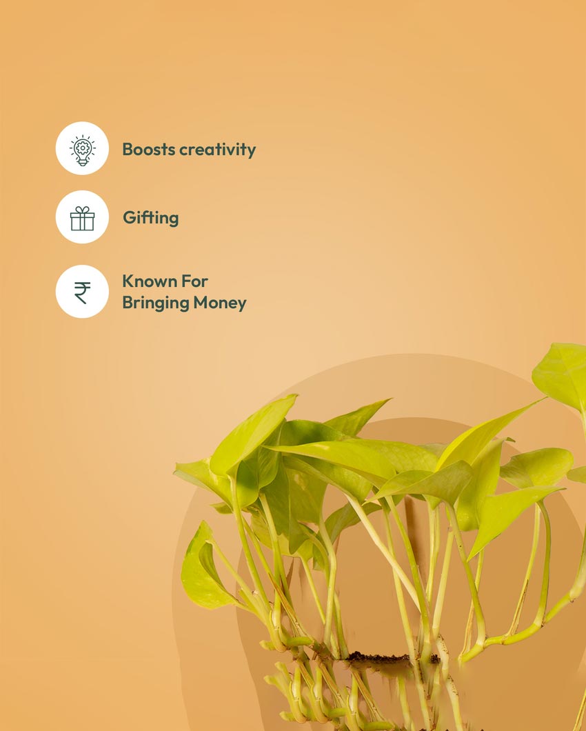 Golden Money Philodendron Broken Heart Spider Plants With Pots | Pack of 3 | 4 x 10 inches